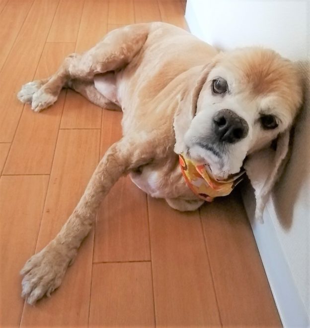 ブログ 知ってほしい 犬の若年層 悪性リンパ腫について 目指せ年 バフと一緒に東京オリンピック観戦